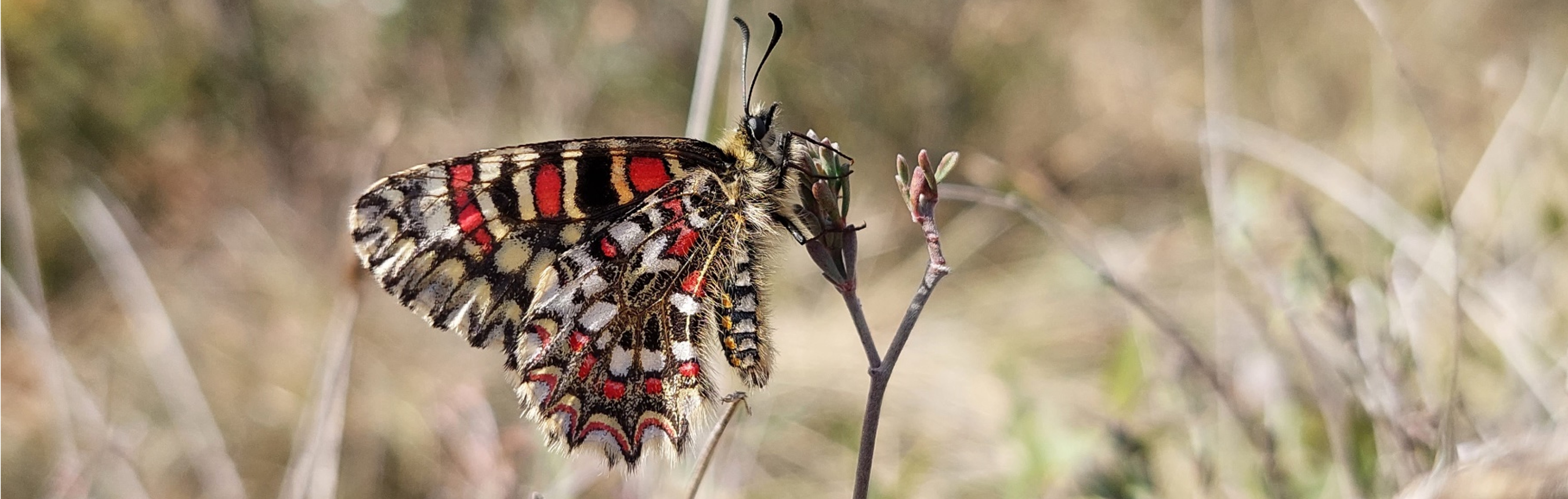 Programme Proserpine ? C’est le printemps !