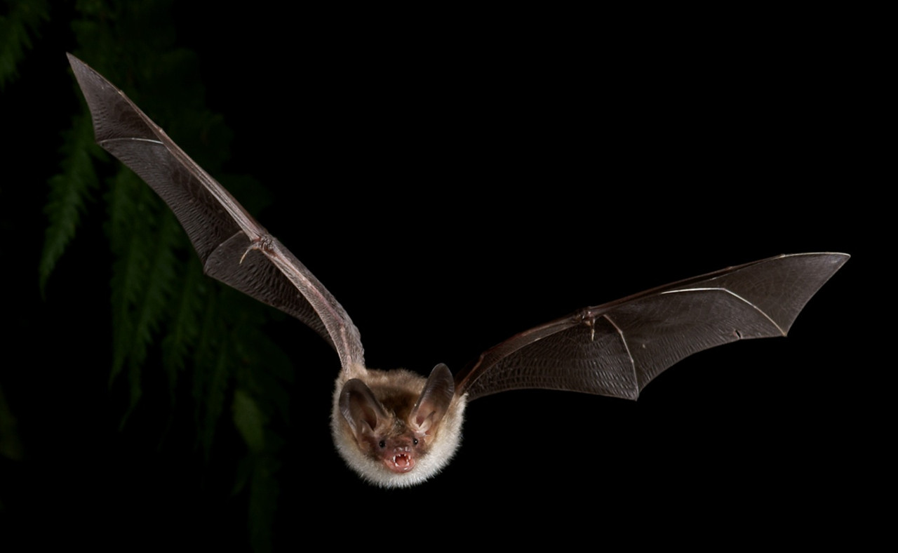 Programme Chauves-souris, nos voisines